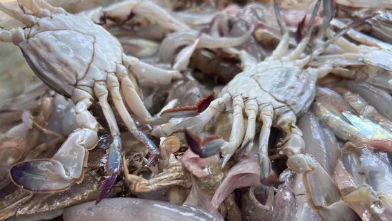 拼船出海捕魚體驗-遊玩度假出海漁船舟山群島本地船老大捕黃魚帶魚梭子蟹