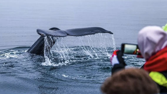 Husavik