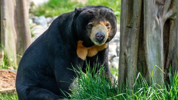 Day Trip Sepilok Orang Utan & Borneon Sun Bear