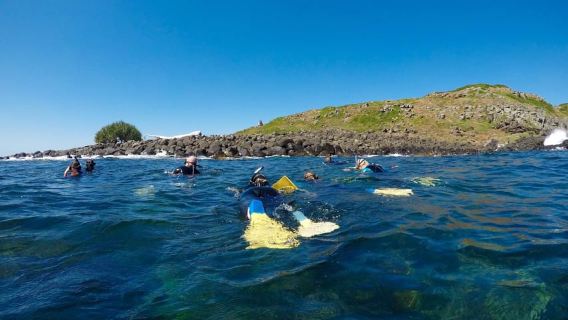 Gold Coast: balene, delfini e snorkeling con le tartarughe