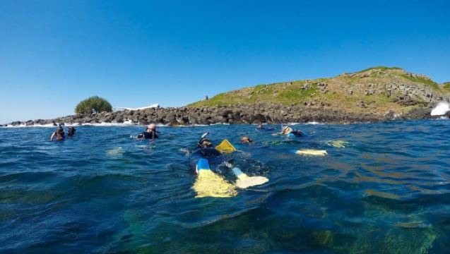 Tweed Heads: Whales, Dolphins & Snorkelling with Turtles