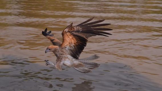 Darwin: Chuyến du ngoạn mạo hiểm ngắm cá sấu nhảy kèm bữa trưa