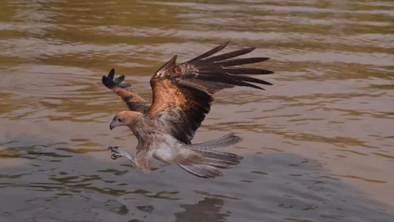 Darwin: Jumping Crocodile Adventure Cruise with Lunch