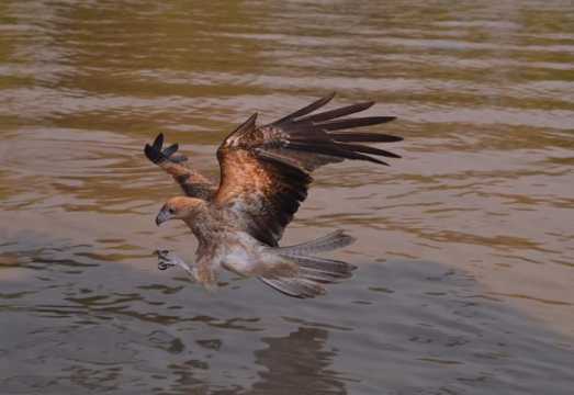 Darwin: Jumping Crocodile Adventure Cruise with Lunch AUD 185.43