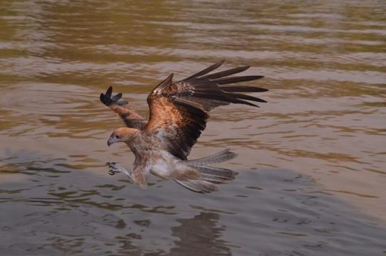 Darwin: Jumping Crocodile Adventure Cruise with Lunch