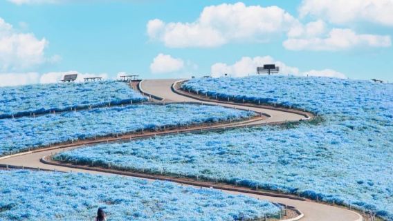 Ibaraki, Japan: Oarai Isomae Shrine, Seafood Market, and Hitachi Seaside Park Butterfly Blossom Day Tour