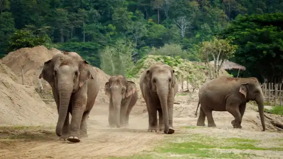 大象自然保護公園半日晨間參觀行程