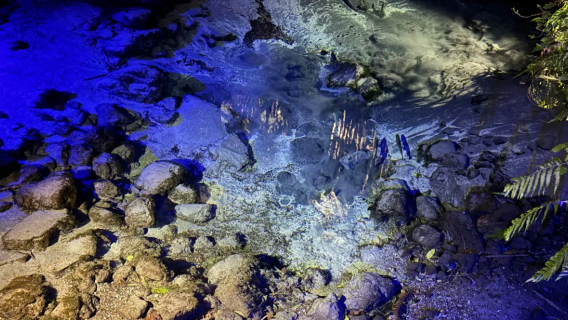Bermula dari Auckland, New Zealand: Kampung Budaya Maori|Agrodome Rotorua pengalaman wajib