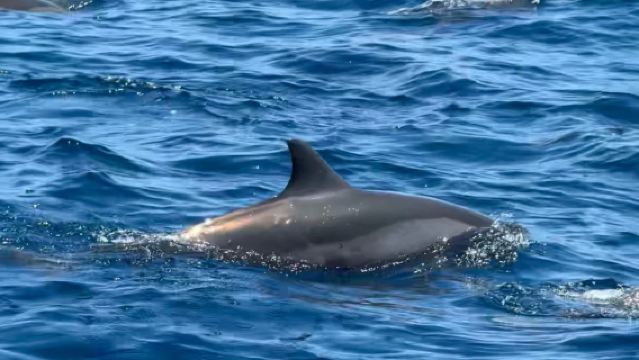 Bali Lovina Dolphin Watching + Tegallalang Rice Terrace Club + Finns Beach Club