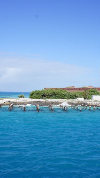 美國邁阿密+基韋斯特島+海明威故居一日遊【中文包車12小時】