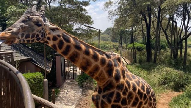 1-day tour in Nairobi, Kenya with private charter (8/10 hrs)