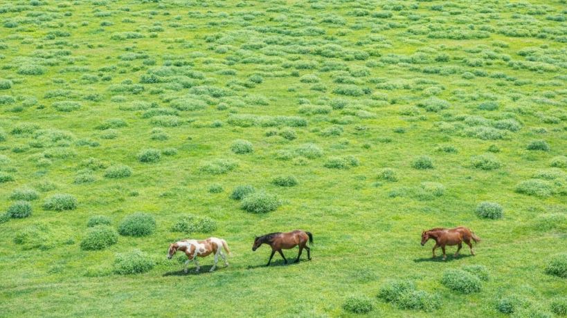 Mount Aso & Takachiho Day Tour