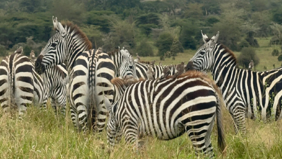 非洲肯亞全境 地陪 旅行導遊 商務翻譯/私人訂製/自由行地接