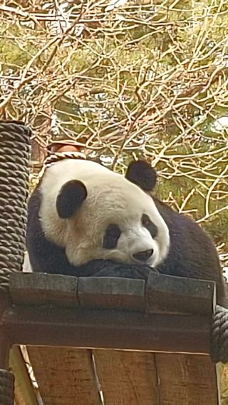大連市内1日観光プラン　大連森林動物園（パンダ館)ロシア風情街 蓮花山展望台