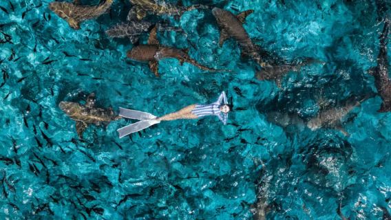 2 tunnin snorkkaus ja sukellus Maafushin saarella Maldiiveilla [upottava snorkkauskokemus + ammattimainen kuvaaminen]