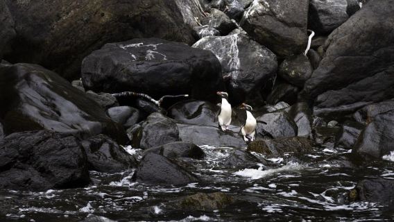 From Queenstown: Milford Sound Business Class with Cruise