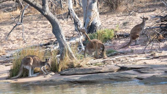 Kalbarri: Murchison River Wilderness Wildlife Cruise