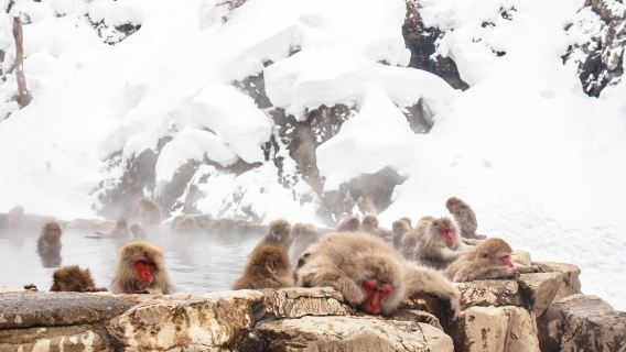 Excursión de un día desde Tokio a Nagano para ver los monos de nieve | Parque de monos Jigokudani, Templo antiguo