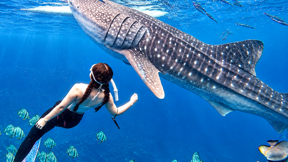 Cebu: Oslob Whale Shark Swimming & Kawasan Canyoneering with Breakfast & Lunch