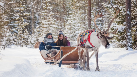Rovaniemi, Finland Snowmobile, Husky Sled dan Reindeer Sled Experience Tour