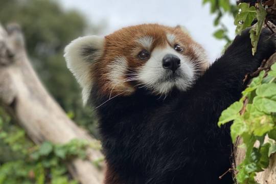 難波八阪神社+大阪天滿宮+大阪鶴橋市場+天王寺公園一日遊