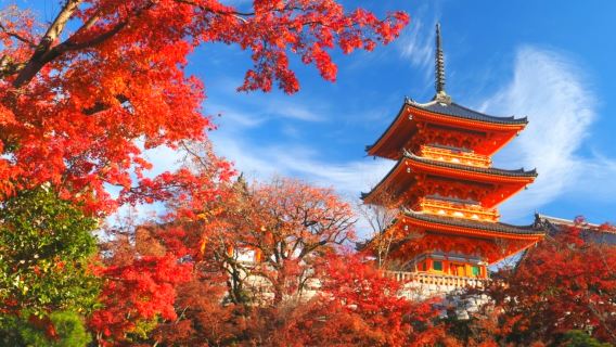 Premium private car with Chinese service | Kansai private charter transfers in Japan | Osaka to Kyoto, Nara, and Kobe | Professional driver + licensed green-plate car transfer + customizable itinerary