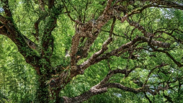 Lishui - Longquan: Gunung Longquan + Pekarangan Seramik Hijau + Muzium Pedang Tarikan boleh disesuaikan