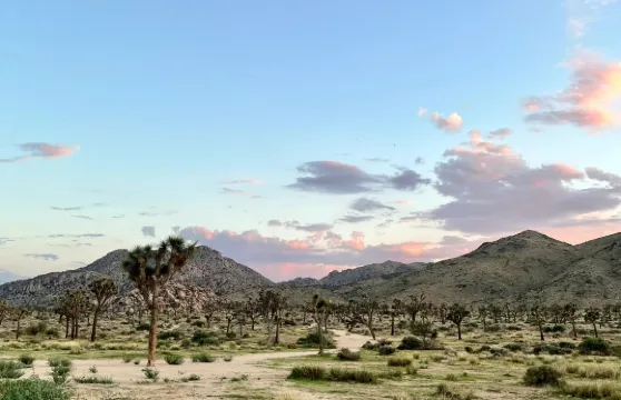 美國約書亞樹國家公園一日遊/拼車&包車隨心選/中文司機