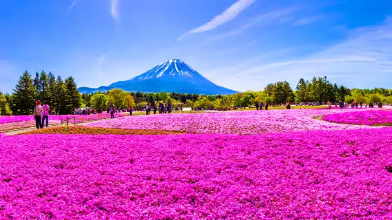 富士山河口湖+本棲湖+忍野八海一日遊,賞花路線