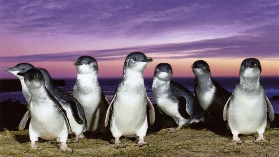 墨爾本菲利普島一日遊-邂逅萌神企鵝+觀賞萌寵無尾熊+含小費