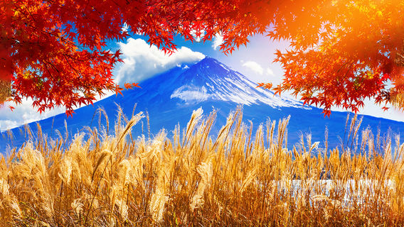 TokyoTours