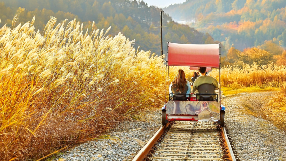Salida desde Seúl: Isla Nami & Bicicleta en los raíles & Granja de ovejas y alpacas de Gapyeong