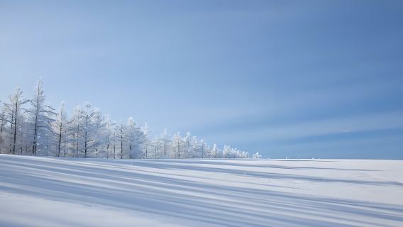 日本富良野-美瑛神社-青池-白鬚瀑布【北海道中文專車】