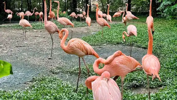 曼谷野生動物世界一日遊丨專車入園丨含野生動物園及海洋世界門票