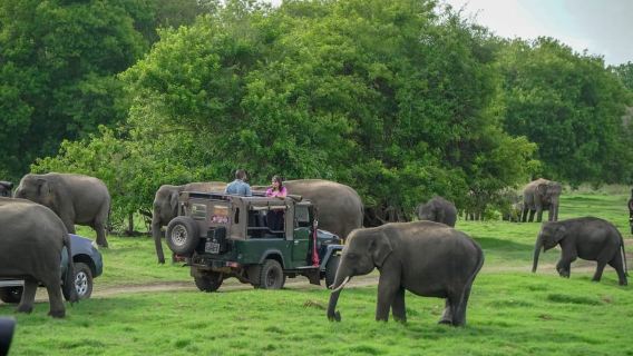 Minneriya: Minneriya National Park Private Evening Safari