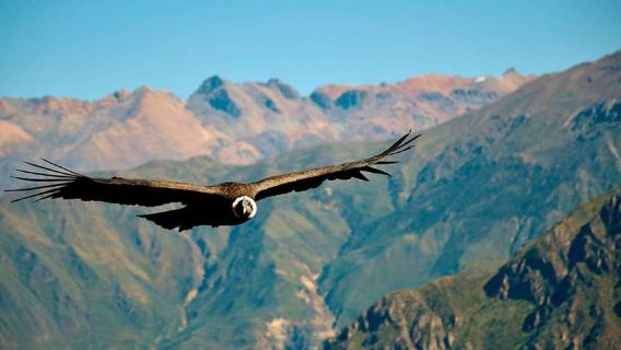 Colca Canyon Day Trip from Arequipa Departure 5:00 am