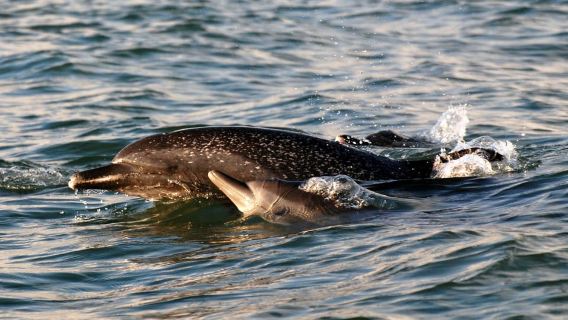 Marino Ballena National Park: Watching Whales and Dolphins