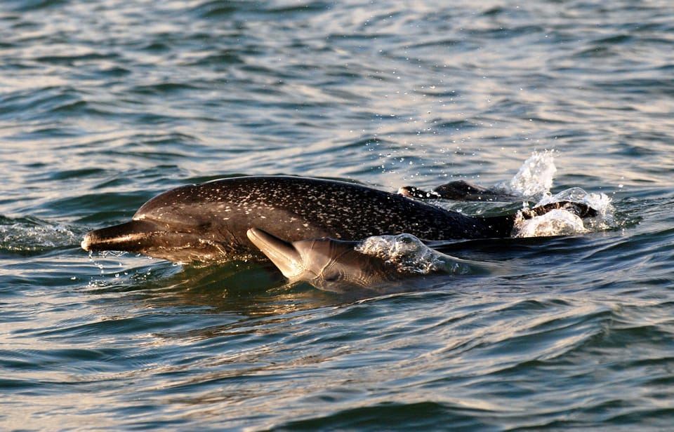 Marino Ballena National Park: Watching Whales and Dolphins