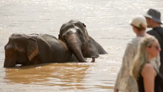 與大象同行 – 含造訪大象自然保護公園一日遊