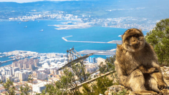 Ab Marbella: Privater Tagesausflug nach Gibraltar mit ortskundigem Guide