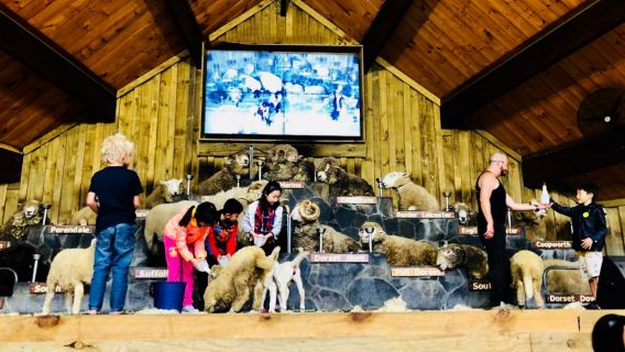 New Zealand North Island Farm Tour: Sheep Shearing and Animal Interaction at Agrodome Farm in Rotorua