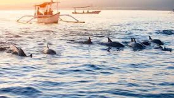 Esperienza di Avvistamento Delfini e Nuoto all'Alba a Bali Lovina
