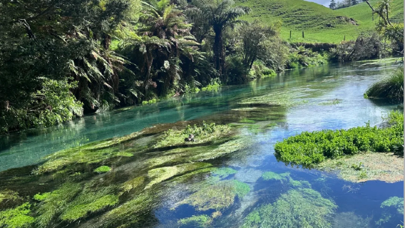 紐西蘭羅托魯瓦│藍泉+地熱公園+波利尼西亞溫泉包車一日