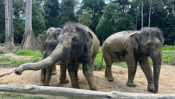 Kuala Lumpur: Batu Caves & Kuala Gandah Elephant Sanctuary