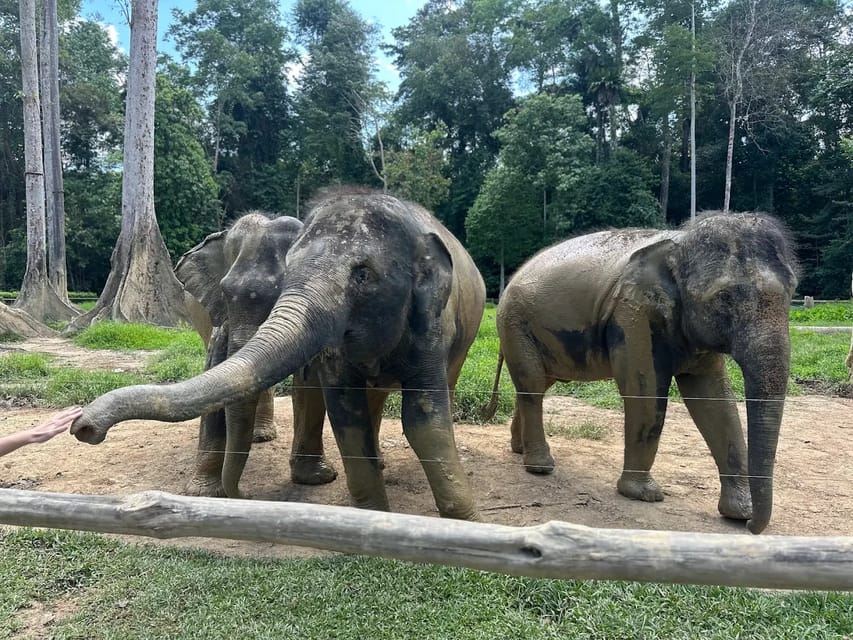 Kuala Lumpur: Batu Caves & Kuala Gandah Elephant Sanctuary