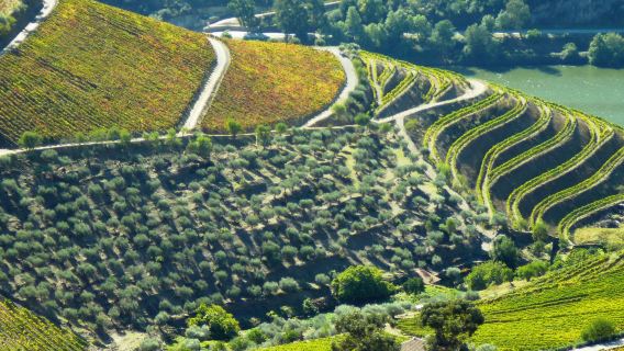 【10小時品酒專線】巴利亞多利德-杜羅河岸酒鄉一日遊