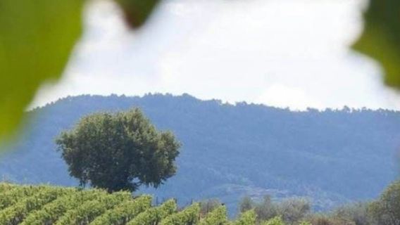 키안티와 성: 산 지미냐노 당일치기 여행 + 와인 시음