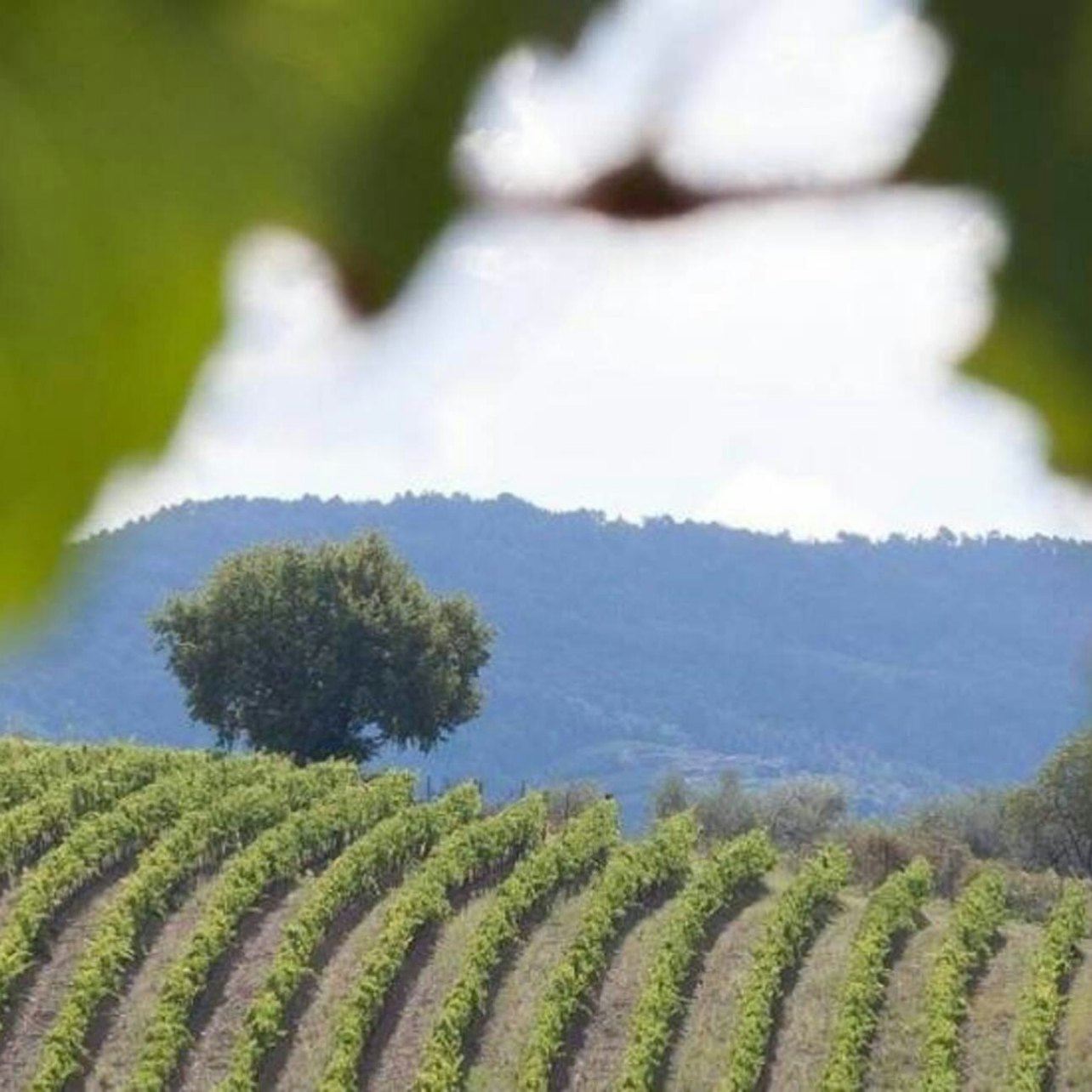 Chianti & Castelli: Escursione in giornata da San Gimignano con Degustazione di Vino