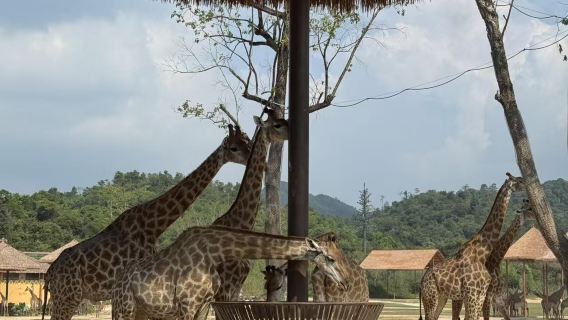 清遠長隆長頸鹿城堡#② 天 1 晚/ ③ 天 2 晚森林王國/溫泉樂園不限暢玩套票可選自助餐含園內接駁車親子組合