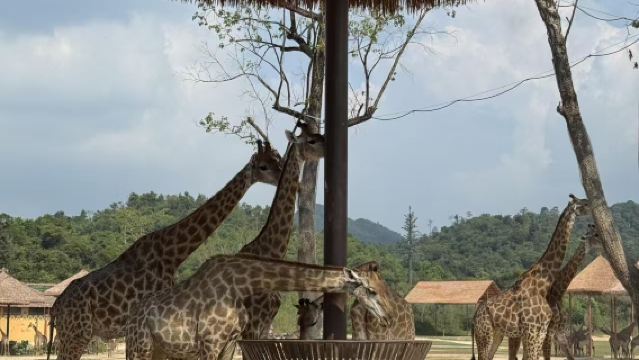 清遠長隆長頸鹿城堡#② 天 1 晚/ ③ 天 2 晚森林王國/溫泉樂園不限暢玩套票可選自助餐含園內接駁車親子組合